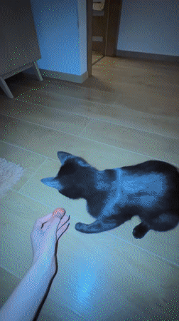 Cats play and rest in living room during evening