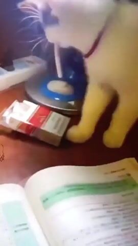 The video shows a white cat with dark gray patches around its back and head playing with a cigarette on a dark wood desk. The cat is wearing a red collar. The cigarette is white with a brown filter. It picks the cigarette up in its mouth a few times and then paws at it. The desk has a book opened on it, as well as a pack of cigarettes, a blue desk lamp, and several upright books near the edge of the desk. The video is slightly dark and blurry.