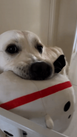 Evening snapshots of pets, self-care, and street life