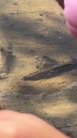 A first-person perspective video shows a hand in the foreground, partially obscuring a shallow body of water. The water has a muddy bottom and some vegetation along the bank. A fish is visible swimming in the shallow water. The camera then pans to show a person sitting down, their legs in black pants visible. The person's voice is heard saying "I'll go there. There's water up to the bone everywhere."