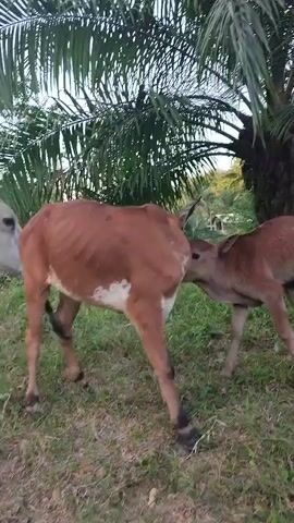 The video shows two brown calves standing in a grassy area with palm trees in the background. The larger calf, presumably the mother, is standing to the left, while a smaller calf is on the right. The smaller calf is attempting to nurse from the larger calf. The interaction appears to be taking place outdoors during the day, with the sky visible through the palm fronds. The overall scene depicts a common agricultural or rural setting.