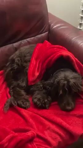 A brown cocker spaniel rests on a red blanket that's draped over it, on a brown leather couch.
