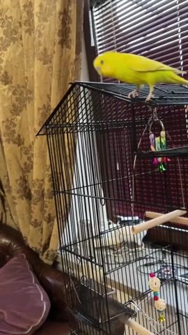 A yellow budgie is perched on top of a black birdcage, looking around. The birdcage is tall and has multiple perches and toys inside. In the background, there is a window with blinds and a patterned curtain. There is also a brown leather couch with a purple pillow visible in the lower left corner of the frame. The lighting suggests it is daytime.