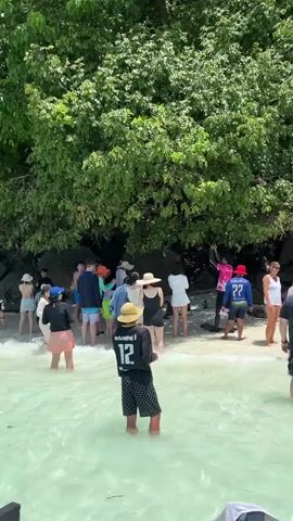 A group of people are standing in shallow, clear water near a rocky, tree-covered shoreline. Most of the people are facing away from the camera, towards the trees. They are dressed in casual beachwear, including swimsuits, shorts, t-shirts, and hats. Some people are holding phones, possibly taking pictures. The water is calm and reflects the greenery from the trees. The sun appears to be shining, casting shadows. The overall scene depicts a tourist group at a tropical beach location.