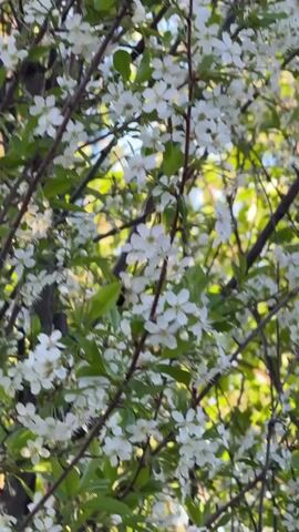 A close-up vertical video captures a vibrant scene of a tree in full bloom, adorned with numerous small white flowers and fresh green leaves on brown branches. The flowers feature delicate yellow centers. A large, fuzzy bumblebee is clearly visible, actively moving among the blossoms, appearing to forage for nectar or pollen.

The setting is outdoors, bathed in bright, natural sunlight, suggesting a clear, sunny day. The background consists of blurred greenery, indicating a natural environment such as a garden or an orchard. The location context is Minino Stantsiya, Russia.

No people are visible in the frame, but a female voice speaking in Russian is audible in the background, engaged in a conversation. The distinct buzzing sound of the bumblebee can also be heard as it flits from flower to flower. The video conveys a sense of spring and the active process of pollination. There is no visible text.