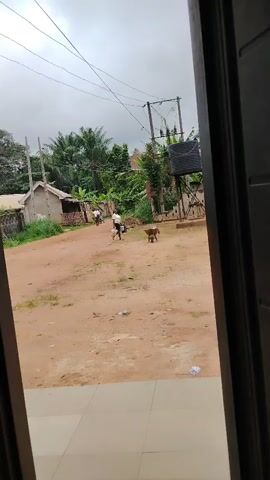 The video, filmed from an indoor perspective looking out through a doorway, captures an outdoor scene in what appears to be a rural or semi-urban area. The foreground is dominated by a wide expanse of reddish-brown dirt or sandy ground, with some sparse green vegetation.

In the background, on the left side, are simple, single-story buildings, some with corrugated metal roofs, partially obscured by dense tropical foliage, including tall palm trees. On the right, an electricity pole structure with overhead power lines stretches across the frame. Beneath it, a large, black water tank stands elevated on a metal frame.

Several people are visible in the scene. In the mid-ground, a person wearing a light-colored shirt is pushing a brown wheelbarrow across the open area. A brown dog walks near this person. Further back on the left, two more individuals are walking. Another person can be seen near the water tank structure on the right.

The sky is overcast and grey, indicating a cloudy daytime. The overall atmosphere suggests everyday activity in a community setting. There is no discernible text visible in the video. The details of the environment, such as the unpaved ground, simple structures, and lush vegetation, align with the provided context of Akwa Etiti, Nigeria.
