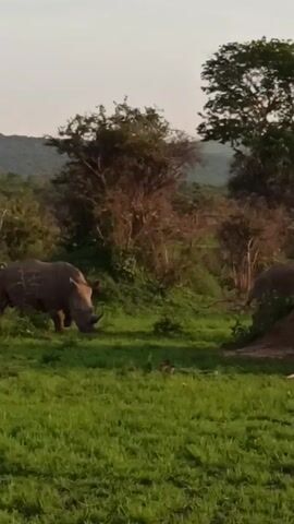 The video shows a rhinoceros walking in a grassy field. The rhinoceros is gray and has a large horn on its nose. There are trees and bushes in the background. The sky is a pale color.