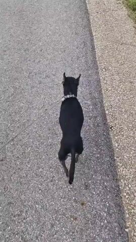 A short, black dog with pointed ears walks on an asphalt path. The dog wears a silver-studded collar. The path is bordered on the right by a gravelly embankment covered with green grass and dry vegetation. The lighting suggests it is daytime.