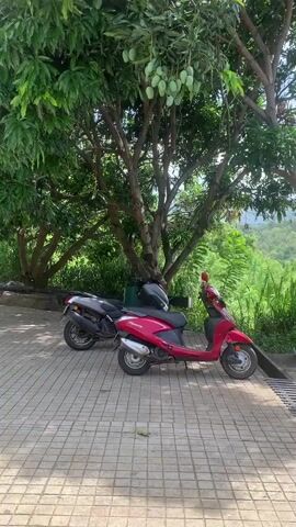 The video opens with a view of two parked scooters, one red and one dark gray, under the shade of a large tree with visible mangoes. The scooters are positioned on a patterned paved surface. Beyond the scooters, lush green vegetation and trees form a backdrop, with a misty, hilly landscape visible in the distance. The camera pans slightly to the right, revealing more of the scenic, mountainous terrain covered in dense greenery. The lighting suggests it is daytime, possibly morning or late afternoon, with soft sunlight filtering through the leaves. No people are visible in the video.