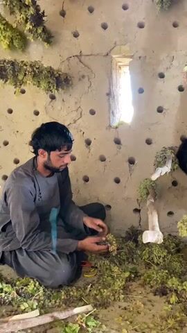 Two men are crouched on the floor of a rustic building with rough, earthen walls. The walls are studded with numerous small, circular holes. Bunches of green grapes hang from the ceiling and are also scattered on the floor. One man, wearing a dark gray tunic and trousers, is on the left and appears to be sorting or trimming grapes with his hands. The other man, in a light green tunic with embroidered details, is on the right and is also holding and examining grapes. A white PVC pipe or similar object is standing vertically in the center of the scene, with grapes and vines wrapped around it. Light streams in from a rectangular opening in the wall behind the men. The overall impression is one of grape processing or drying.