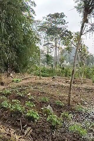 The video shows a patch of cleared land with some young plants and scattered debris. Tall trees and bamboo are visible in the background, along with a hint of buildings and rolling hills in the distance. The ground appears to be dry and dusty, with a small stream of water running through it in some shots. The sky is overcast. No people are visible in the video.
