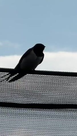 A bird with a forked tail, most likely a swallow, sits on a wire mesh fence. The bird has a dark head and back, and a light-colored belly. The sky is blue with some white clouds in the background. The bird turns its head slightly to the side, then back.