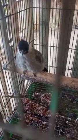 A small bird with light grey and white feathers and a black head sits perched on a wooden dowel inside a bamboo cage. The cage floor is covered with what appears to be birdseed and droppings. The bird shifts its weight, tucks its head under its wing, and then looks forward.