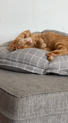 Orange tabby cat sleeps on cushion in Mengwi