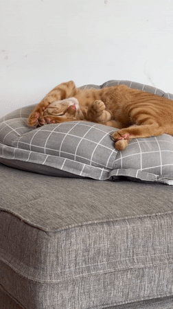 Orange tabby cat sleeps on cushion in Mengwi