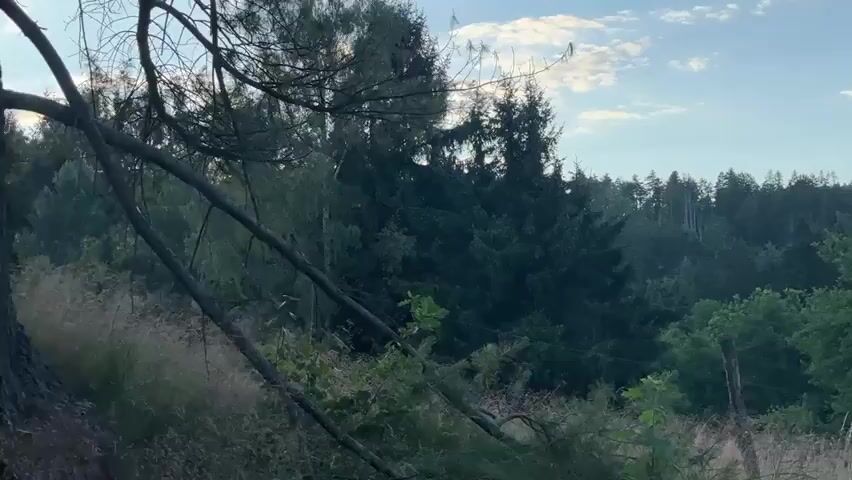 The video shows a forest landscape with tall trees, bushes, and grass. The sky is blue with scattered clouds. A wooden post is visible in the foreground, and a dark-colored object is partially visible on the right side of the frame. The camera appears to be stationary, and there are no people or animals visible in the video. The lighting suggests it is either early morning or late afternoon.