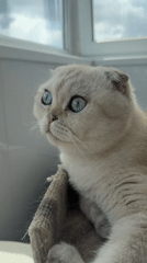 Blue-eyed Scottish Fold cat captured in quiet moments