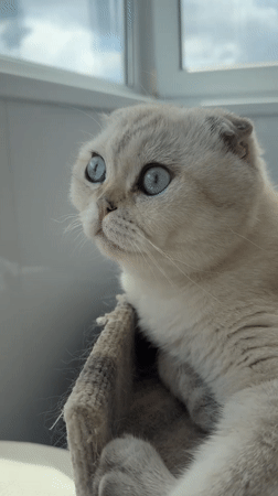 Blue-eyed Scottish Fold cat captured in quiet moments