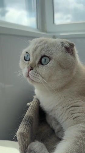 Blue-eyed Scottish Fold cat captured in quiet moments