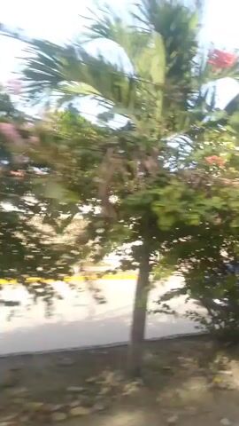 The video shows a street scene with buildings and vegetation. In the foreground, there is a palm tree and a bush with pink flowers. A street is visible, with a sidewalk and a white wall. In the background, there are multi-story buildings. The sky is blue. The camera appears to be moving, possibly from a vehicle.