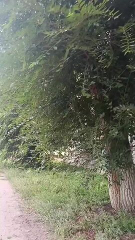 The video shows a paved path to the left of the frame, lined with grass and foliage to the right. The foliage appears to be from trees with dense green leaves, creating a canopy overhead. The path is made of concrete or similar material and shows some signs of wear. The overall environment suggests an outdoor setting, possibly a park or a residential area with trees. There are no visible people or animals in the video. The camera is moving, suggesting someone is walking or driving along the path. The lighting is overcast, indicating a cloudy day or a shaded area.