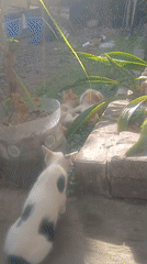 Cats, kittens, and a monkey in Banyuwangi