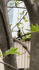 Spring morning life captured across Saint Petersburg streets and parks