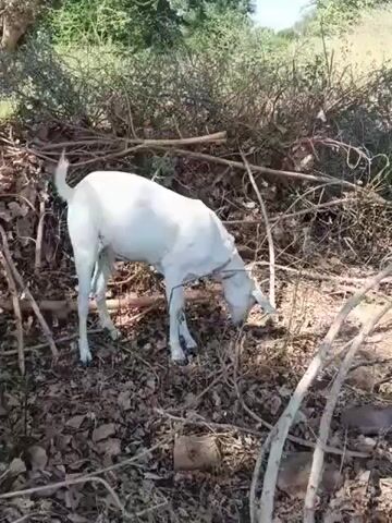 A white goat is standing in a wooded area, sniffing the ground amongst dry leaves and branches.