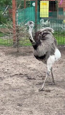 A rhea is walking across a dirt enclosure. It has gray and black feathers and white legs and is looking towards the camera. In the background, there is a wooden fence, some trees, and some chickens.