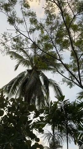 A low-angle shot looks up at a tall coconut palm tree. The tree has a thick trunk and long, green fronds that hang down. Some coconuts are visible in the cluster at the top of the tree. Other trees with green leaves are visible in the background, and the sky is a pale white.