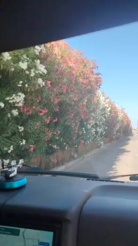 This video appears to be a first-person perspective from inside a vehicle driving along a road lined with lush green bushes heavily laden with pink and white flowers, likely oleanders. The scene is bathed in bright sunlight, suggesting a clear, warm day, likely late morning or early afternoon. The sky is a vivid blue.

The road is paved and appears to be in good condition, with a slight incline as it curves to the right in the distance. On the right side of the road, there are a few distant buildings visible, and a couple of cars are parked or driving further down the road. The dense flowering bushes create a natural, colorful tunnel effect for the duration of the drive.

Inside the vehicle, the dashboard is visible in the foreground. A GPS navigation system is displayed on a screen in the lower left corner, showing a map with a route. There are also a few accessories mounted on the dashboard, including a small black object hanging from the rearview mirror area and a blue and silver device attached to the windshield. The overall impression is of a pleasant, scenic drive, possibly on vacation or a leisurely trip, given the vibrant natural beauty of the surroundings. The location context of Calafell, Spain, fits with the Mediterranean climate and flora suggested by the oleanders. There is no discernible dialogue or other audio in the video clip.