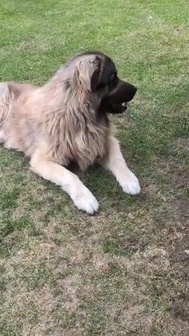 A fluffy, medium-sized dog with tan and brown fur lies on a patch of green grass, looking to its right with its mouth open and tongue slightly out. Its paws are white, and its face is dark brown with green eyes. The dog appears to be relaxed, with its body extended on the ground.