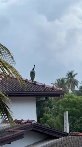 This media file captures a peacock perched atop a tiled roof against a cloudy sky. The peacock is primarily green and blue, with its characteristic crest visible. It stands in the center of the frame, facing towards the left, its posture alert. The roof is made of terracotta tiles and shows signs of age. A white wall of a building is visible on the left, with brown trim. In the background, lush green trees and palm trees dominate, suggesting a tropical environment. The sky is overcast with dramatic, swirling clouds, and a hint of warm sunlight breaks through on the right side, indicating either sunrise or sunset. The overall mood is serene and slightly dramatic due to the cloudy sky and the unexpected presence of the peacock in such a setting. The location context is Arachikanda, Sri Lanka. There is no visible text in the media file.