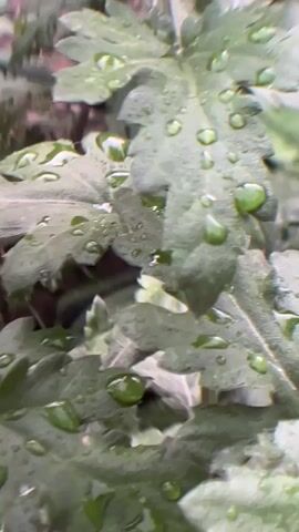 A close-up shot focuses on several green leaves, each covered with numerous water droplets. The leaves are layered and appear damp, with the water droplets reflecting the light. The background is blurred, suggesting a shallow depth of field, and hints at more foliage. The overall impression is of a plant after rain or dew.
