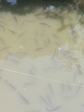 The video begins with an overhead view of a murky body of water filled with many small fish swimming near the surface. A white string or line runs horizontally across the lower portion of the frame. The camera then pans up to reveal a rough wooden fence and some greenery on the bank of the water. Following this, the camera tilts further up to show a makeshift structure with a corrugated metal roof and white tarpaulin. Finally, the video pans across a collection of buildings with terracotta tile roofs, some appearing to be homes, situated amongst green fields.