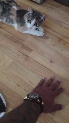 The scene shows a person’s hand on a wood-look floor, approaching a cat lying down on the floor. The person is wearing a gold-and-black wristwatch and a dark-blue wristband with a gold design. The person's hand has tattoos on the forearm. The cat is multi-colored with a white chest and wears a pink collar with a bell. The person waves their hand in front of the cat. The cat watches the hand, remaining in a laying position.