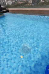 Early morning swimming lesson documented at Mumbai rooftop pool