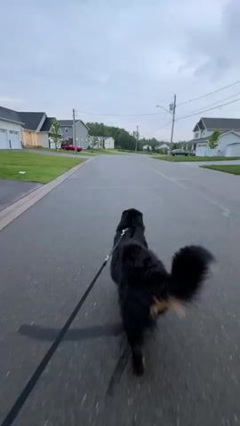 A Bernese Mountain Dog walks down a paved residential street on a leash. The dog is black and brown with a long, fluffy tail. The dog is walking away from the camera, and its tail is wagging. The street is lined with houses and green lawns. The sky is cloudy and gray, suggesting it is either early morning or late evening. The camera is mounted at a low angle, giving the impression of walking alongside the dog. There are no other people or animals visible in the frame. The scene appears calm and ordinary.