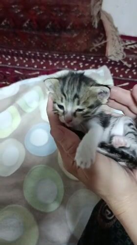 Tiny kitten cradled in Ashgabat, July afternoon