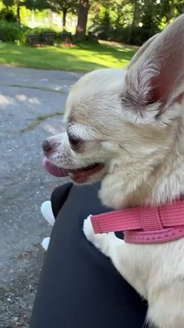 A close-up video shows a small, light-colored chihuahua dog sitting on a person's lap. The dog is wearing a pink harness and its tongue is hanging out. The person is wearing black pants and white sneakers. The background is blurred, but appears to be an outdoor setting with trees and greenery. The lighting suggests it is daytime.