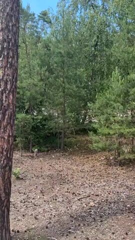 The video shows a mobile camera panning across a forest floor and surrounding trees. The ground is covered in loose dirt, pine needles, and small twigs, with some patches of exposed sand. Several pine trees of varying heights are visible, with their trunks showing rough bark textures. In the background, a dense forest with more trees and foliage can be seen under a bright, partly cloudy sky. The camera movement is smooth and continuous, creating a sense of walking through the environment. No people or animals are present in the footage.