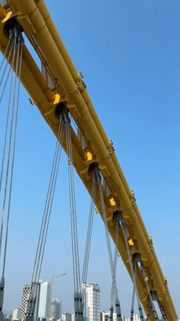 Casual Cat Life Documented Across Đà Nẵng Morning