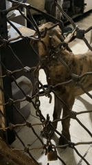 Dog observed behind security gate in Buenos Aires