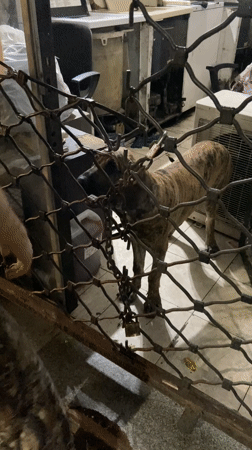 Dog observed behind security gate in Buenos Aires
