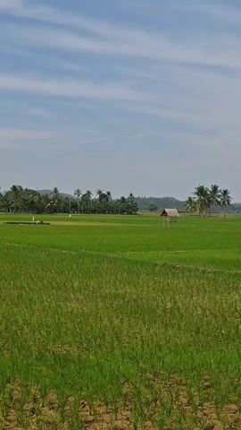 The video shows a wide, green rice paddy field under a partly cloudy blue sky. In the foreground, young rice stalks are visible, with dry, cracked earth beneath them. In the middle ground, the field is a vibrant green, with several white birds, possibly egrets, scattered across it. A small, thatched-roof hut stands in the middle right of the frame. In the background, a line of palm trees and other vegetation stretches across the horizon, with hills visible beyond them. The camera pans slowly from left to right across the field.