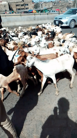 Goat herd crosses busy Nairobi street with herders