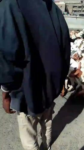 Goat herd crosses busy Nairobi street with herders