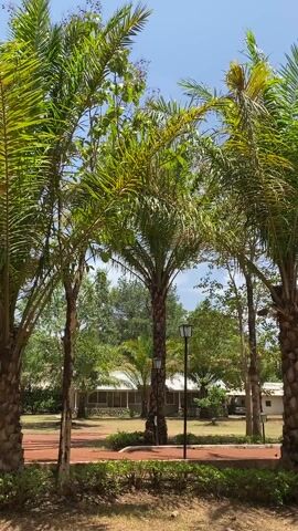 The video showcases a landscape featuring palm trees and other greenery under a clear blue sky with scattered clouds. A red-paved path winds through the area, lined with small hedges and black lampposts. In the background, there are white buildings with porches.  Towards the end of the video, a person with short black hair briefly appears in the foreground. The overall setting suggests a peaceful, tropical-themed environment.
