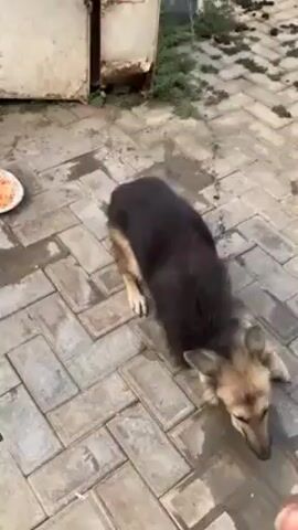 The video depicts a German Shepherd dog standing on a brick-paved surface. The dog is brown and black, and is on a leash. To the left of the dog is a plate of food on the ground. The dog starts to turn in circles, its back curving as it begins to scratch its head with its hind leg. A metallic structure is visible in the background.