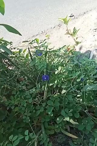 The video shows a close-up, handheld shot of lush green vegetation and some small blue flowers. The camera appears to be moving slightly, panning across the plants. The environment seems to be outdoors, with some fallen leaves and what looks like a paved surface in the background. The overall impression is one of natural growth and possibly a garden or roadside setting.